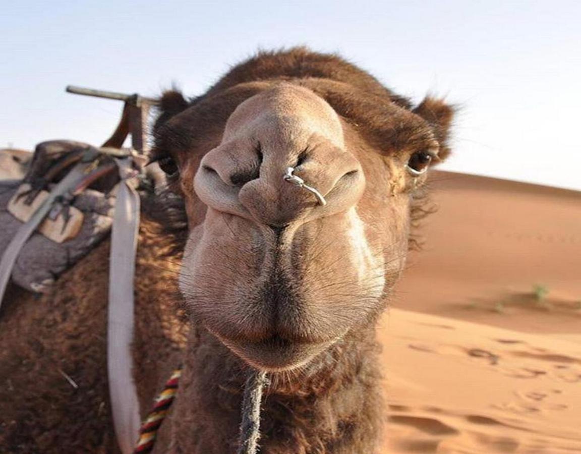 Camp Sahara Majestic Bed & Breakfast M'Hamid Eksteriør bilde